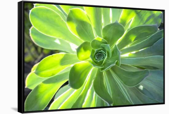 Echeveria, USA-Lisa S. Engelbrecht-Framed Stretched Canvas