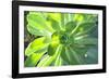 Echeveria, USA-Lisa S. Engelbrecht-Framed Photographic Print