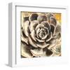 Echeveria-null-Framed Art Print