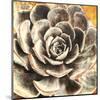 Echeveria-null-Mounted Art Print