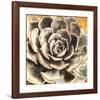 Echeveria-null-Framed Art Print