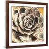 Echeveria-null-Framed Art Print