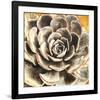 Echeveria-null-Framed Art Print