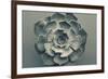 Echeveria-Heidi Westum-Framed Photographic Print