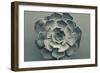 Echeveria-Heidi Westum-Framed Photographic Print