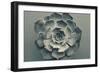 Echeveria-Heidi Westum-Framed Photographic Print