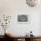Echeveria-Heidi Westum-Framed Photographic Print displayed on a wall