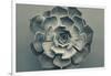 Echeveria-Heidi Westum-Framed Photographic Print