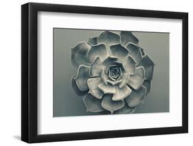 Echeveria-Heidi Westum-Framed Photographic Print