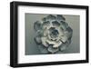 Echeveria-Heidi Westum-Framed Photographic Print