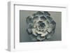 Echeveria-Heidi Westum-Framed Photographic Print