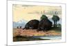 Echidna, 1860-null-Mounted Giclee Print