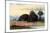 Echidna, 1860-null-Mounted Giclee Print