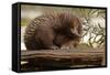 Echidna (Tachyglossus Aculeatus), South Australia, Captive-Paul Hobson-Framed Stretched Canvas