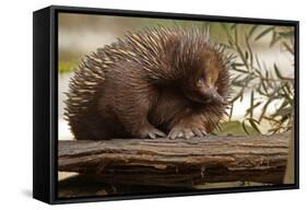 Echidna (Tachyglossus Aculeatus), South Australia, Captive-Paul Hobson-Framed Stretched Canvas