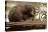 Echidna (Tachyglossus Aculeatus), South Australia, Captive-Paul Hobson-Stretched Canvas