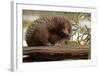 Echidna (Tachyglossus Aculeatus), South Australia, Captive-Paul Hobson-Framed Photographic Print