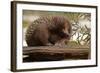 Echidna (Tachyglossus Aculeatus), South Australia, Captive-Paul Hobson-Framed Photographic Print