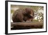 Echidna (Tachyglossus Aculeatus), South Australia, Captive-Paul Hobson-Framed Photographic Print