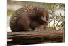 Echidna (Tachyglossus Aculeatus), South Australia, Captive-Paul Hobson-Mounted Photographic Print