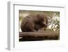 Echidna (Tachyglossus Aculeatus), South Australia, Captive-Paul Hobson-Framed Photographic Print