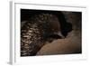 Echidna-W. Perry Conway-Framed Photographic Print