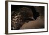 Echidna-W. Perry Conway-Framed Photographic Print