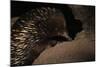 Echidna-W. Perry Conway-Mounted Photographic Print