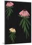 Echinacea Blackboard-Lisa Stickley-Mounted Giclee Print