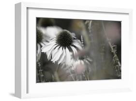 Echinacea Cone Flower-Karin Connolly-Framed Art Print