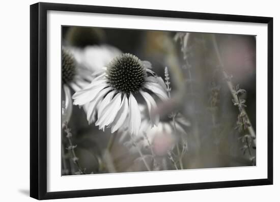 Echinacea Cone Flower-Karin Connolly-Framed Art Print