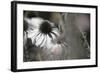 Echinacea Cone Flower-Karin Connolly-Framed Art Print