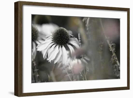 Echinacea Cone Flower-Karin Connolly-Framed Art Print