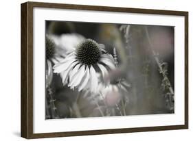 Echinacea Cone Flower-Karin Connolly-Framed Art Print