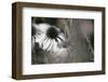 Echinacea Cone Flower-Karin Connolly-Framed Art Print