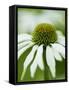 Echinacea flower-Clive Nichols-Framed Stretched Canvas