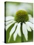 Echinacea flower-Clive Nichols-Stretched Canvas