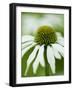 Echinacea flower-Clive Nichols-Framed Photographic Print