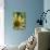 Echinacea I-Erin Berzel-Photographic Print displayed on a wall