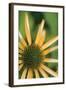 Echinacea I-Erin Berzel-Framed Photographic Print