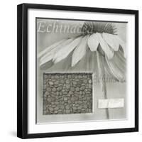 Echinacea I-Kory Fluckiger-Framed Giclee Print