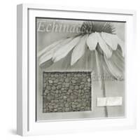 Echinacea I-Kory Fluckiger-Framed Giclee Print