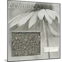 Echinacea I-Kory Fluckiger-Mounted Giclee Print