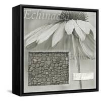 Echinacea I-Kory Fluckiger-Framed Stretched Canvas