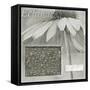 Echinacea I-Kory Fluckiger-Framed Stretched Canvas