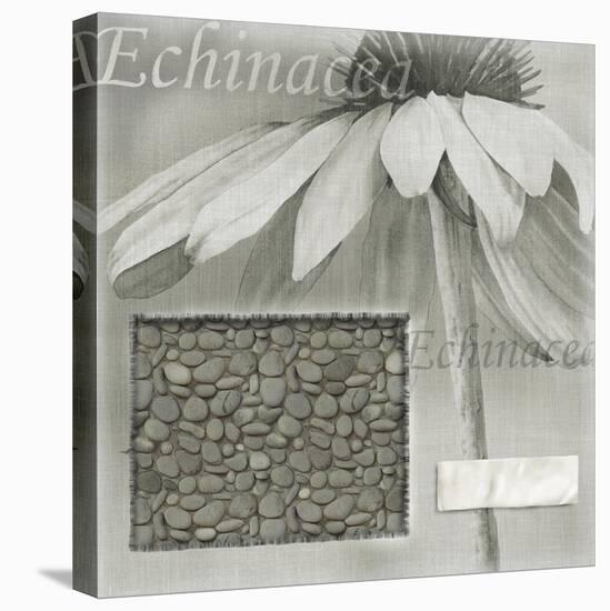 Echinacea I-Kory Fluckiger-Stretched Canvas