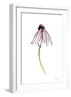 Echinacea I-Shirley Novak-Framed Art Print