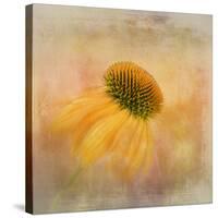 Echinacea in Yellow-Gaille Gray-Stretched Canvas