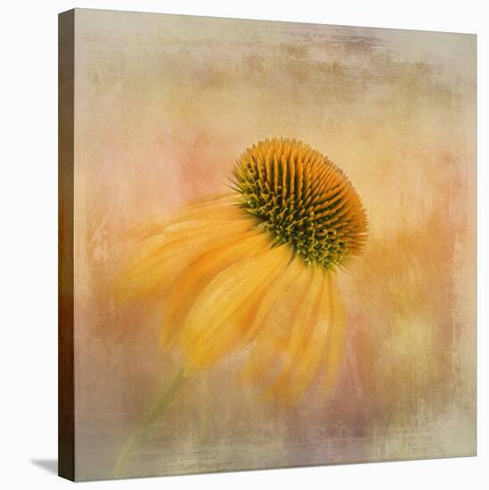 Echinacea in Yellow-Gaille Gray-Stretched Canvas