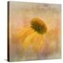 Echinacea in Yellow-Gaille Gray-Stretched Canvas